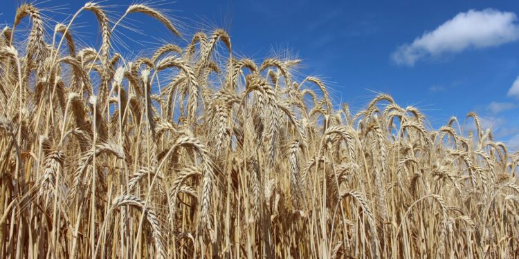 Agriculture : Le Triticale, un excellent nettoyeur biologique des sols