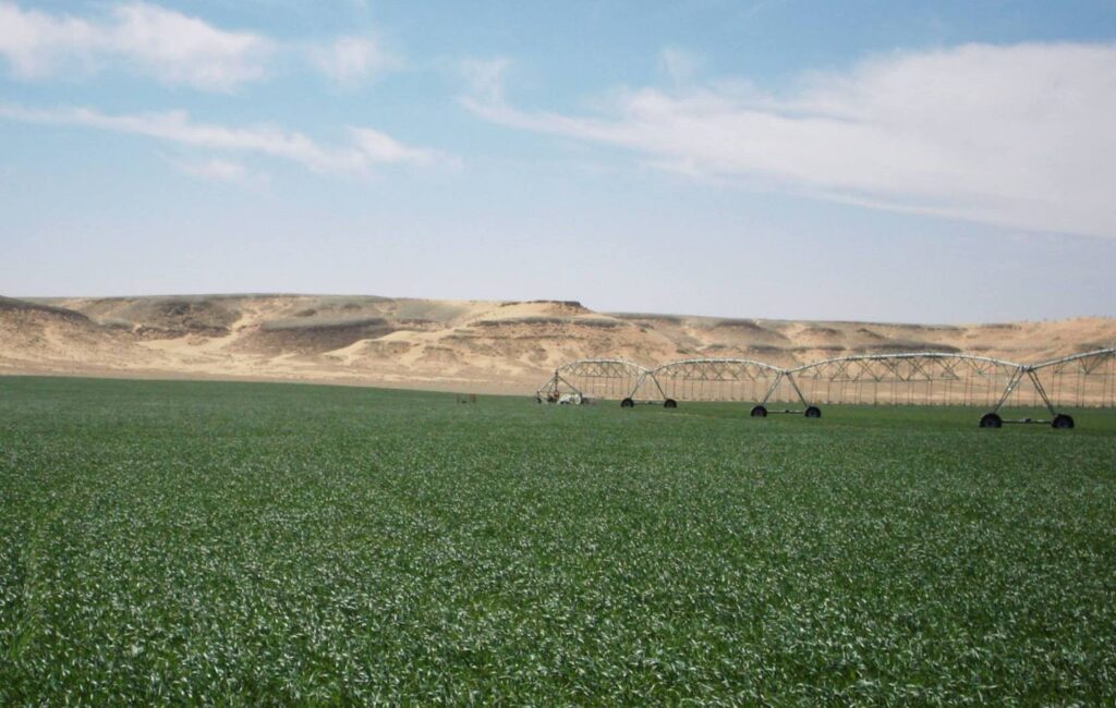 Octroi de grands périmètres dans les wilayas du Sud : Les bénéficiaires tenus de soumettre leurs plans agricoles