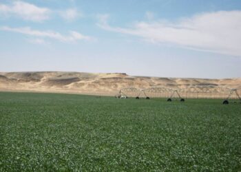 Octroi de grands périmètres dans les wilayas du Sud : Les bénéficiaires tenus de soumettre leurs plans agricoles