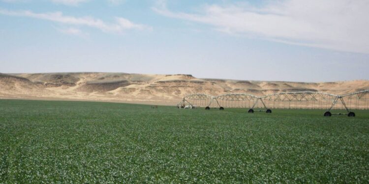 Octroi de grands périmètres dans les wilayas du Sud : Les bénéficiaires tenus de soumettre leurs plans agricoles