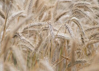 L’Algérie veut accélérer le processus de renforcement de sa sécurité alimentaire. En effet, de nombreux projets agricoles dans les cultures stratégiques, notamment, les céréales et légumineuses, sont déjà lancés et d’autres en cours d’étude. Ils seront implantés en majorité, dans le grand Sud, dont les terres agricoles et l’eau sont disponibles. Toute une stratégie est mise en place par le ministère de l’Agriculture, visant à étendre les zones de mise en valeur des terres pour la production agricole dans le Sud du pays, en établissant des pôles agricoles pour le développement des cultures stratégiques et des produits de large consommation.