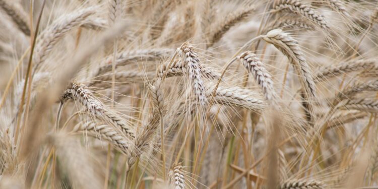 L’Algérie veut accélérer le processus de renforcement de sa sécurité alimentaire. En effet, de nombreux projets agricoles dans les cultures stratégiques, notamment, les céréales et légumineuses, sont déjà lancés et d’autres en cours d’étude. Ils seront implantés en majorité, dans le grand Sud, dont les terres agricoles et l’eau sont disponibles. Toute une stratégie est mise en place par le ministère de l’Agriculture, visant à étendre les zones de mise en valeur des terres pour la production agricole dans le Sud du pays, en établissant des pôles agricoles pour le développement des cultures stratégiques et des produits de large consommation.