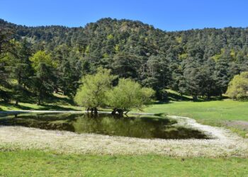Parc national de Théniet El Had