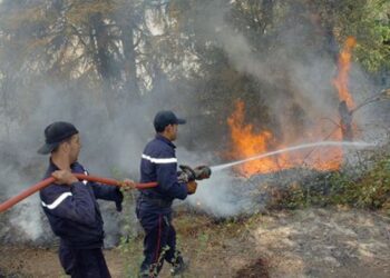Incendies à Tizi-Ouzou : Plusieurs foyers éteints, le dispositif de lutte maintenu