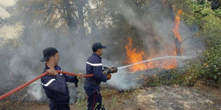 Incendies à Tizi-Ouzou : Plusieurs foyers éteints, le dispositif de lutte maintenu