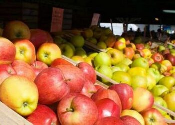 Le marché de gros des pommes de Bouhamama (Khenchela) bientôt mis en service