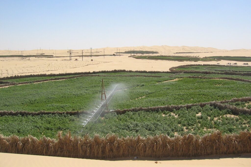 Plus de 22.000 hectares réservés à l’investissement dans les cultures stratégiques à Nâama
