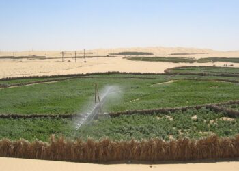 Plus de 22.000 hectares réservés à l’investissement dans les cultures stratégiques à Nâama