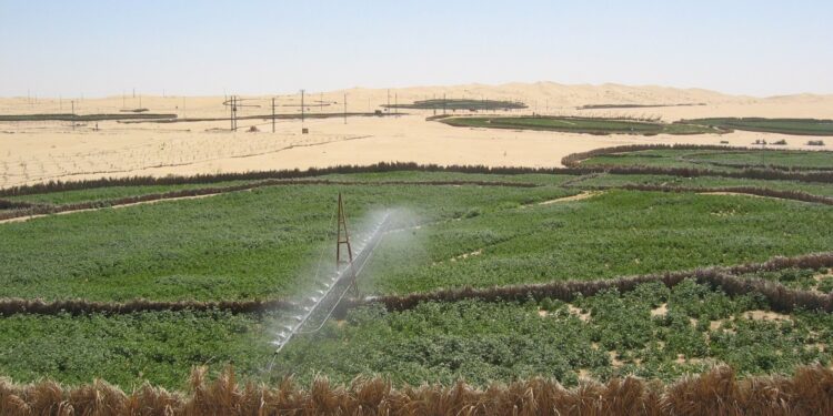 Plus de 22.000 hectares réservés à l’investissement dans les cultures stratégiques à Nâama