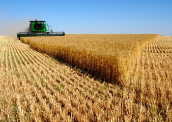 Aïn Defa : Plus de 600.000 qintaux de céréales récoltés cette année