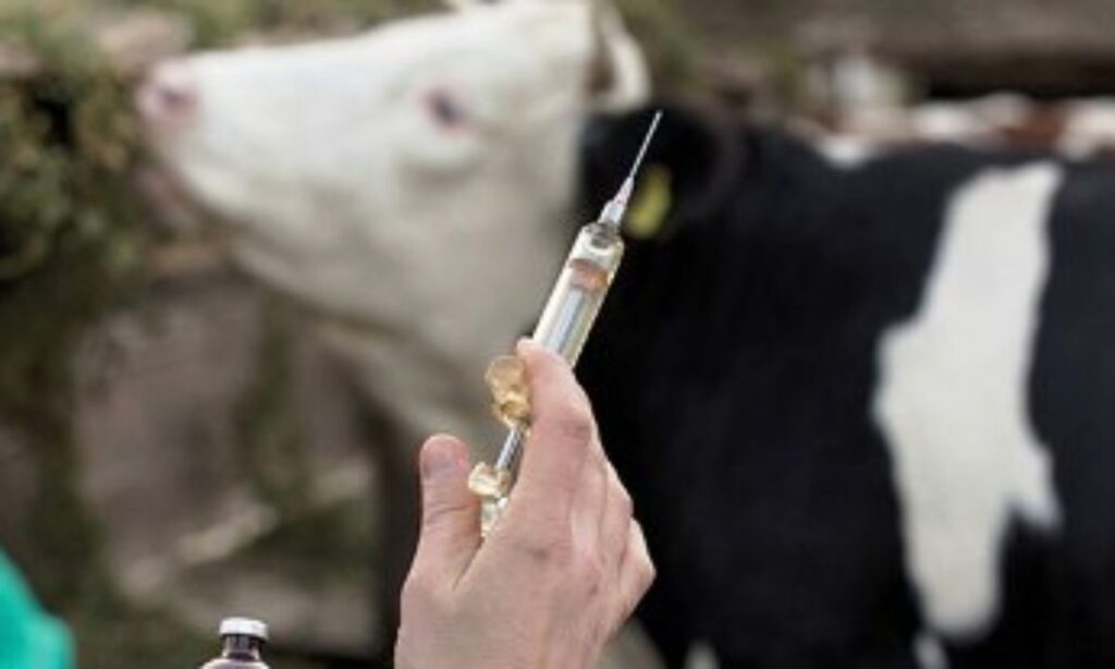 Début hier de la vaccination des bovins contre la streptococcie
