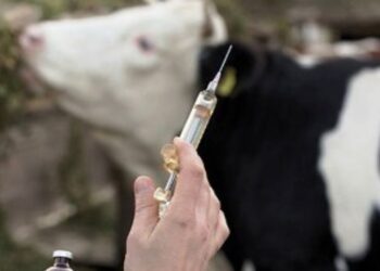 Début hier de la vaccination des bovins contre la streptococcie