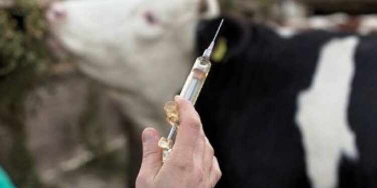 Début hier de la vaccination des bovins contre la streptococcie