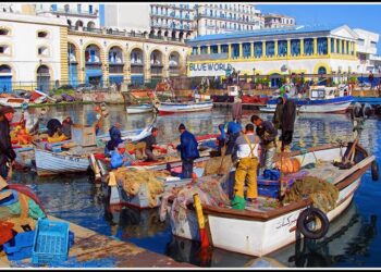 Pêche : Possibilité de changer l’activité des navires de plaisance en pêche artisanale