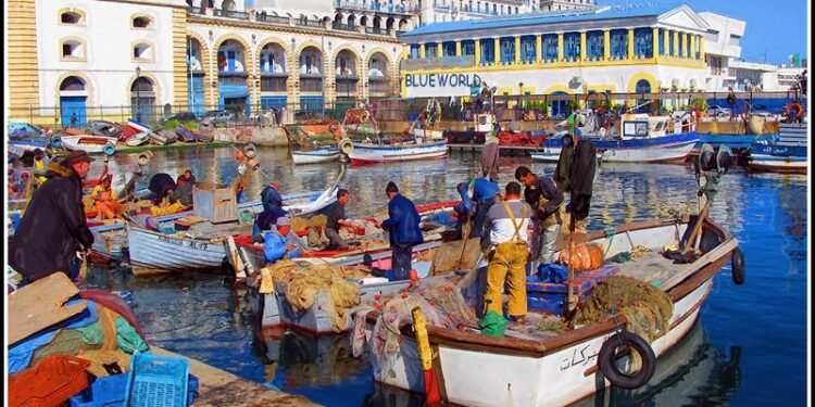 Pêche : Possibilité de changer l’activité des navires de plaisance en pêche artisanale