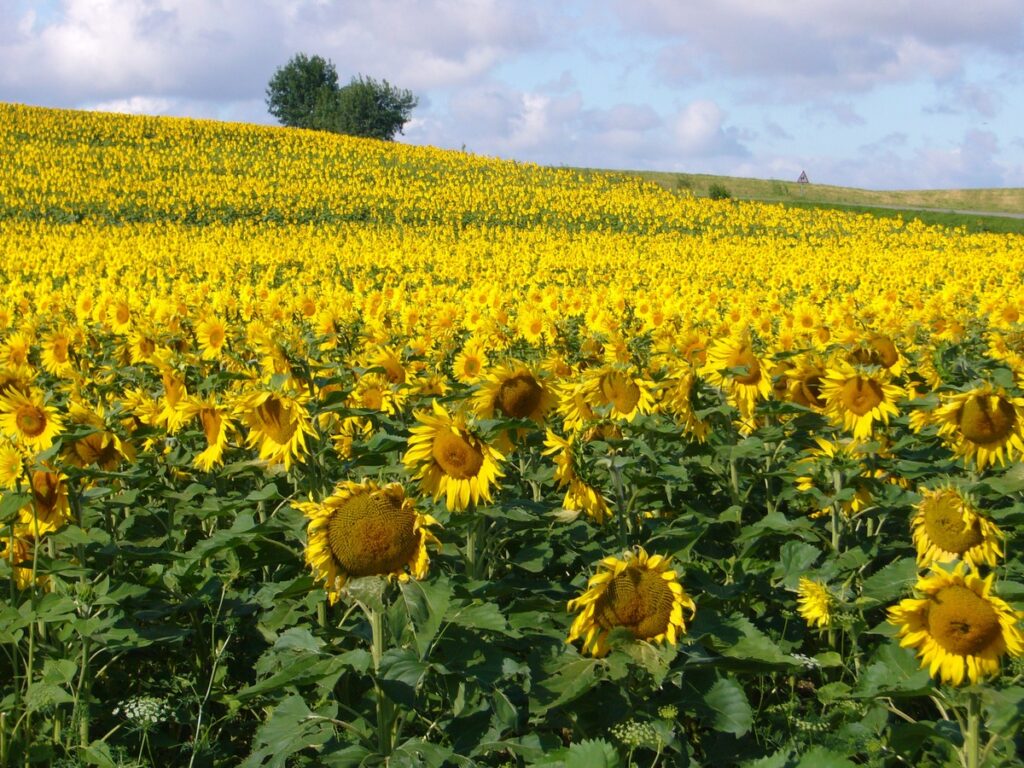 Aïn Defla : Près de 700 ha affectés à la culture du tournesol et du colza