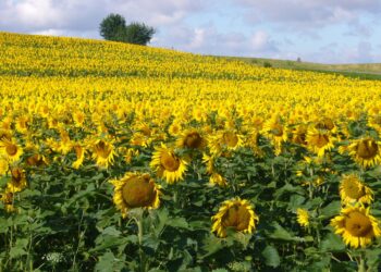 Aïn Defla : Près de 700 ha affectés à la culture du tournesol et du colza