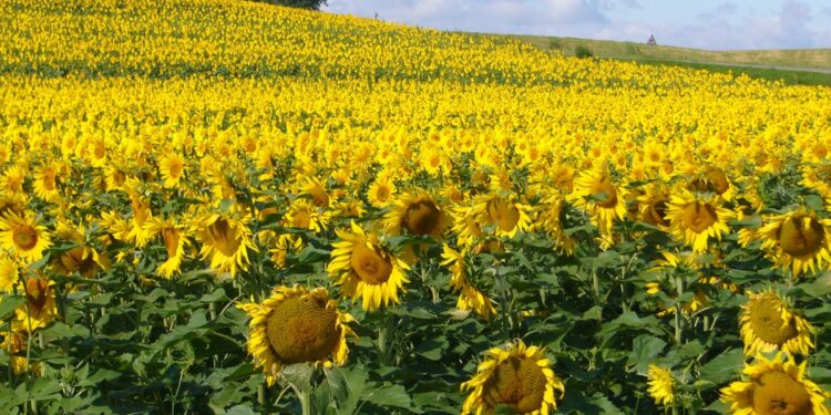 Aïn Defla : Près de 700 ha affectés à la culture du tournesol et du colza