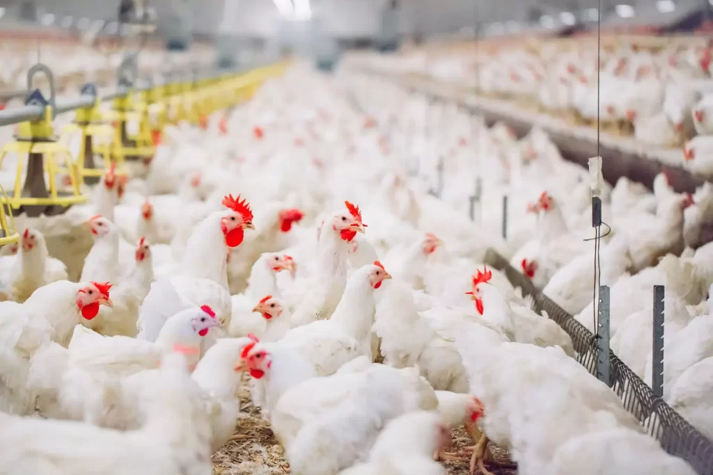 Prix des produits avicoles durant le 2 T 2024 : En baisse de 20% en moyenne