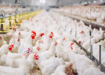 Prix des produits avicoles durant le 2 T 2024 : En baisse de 20% en moyenne