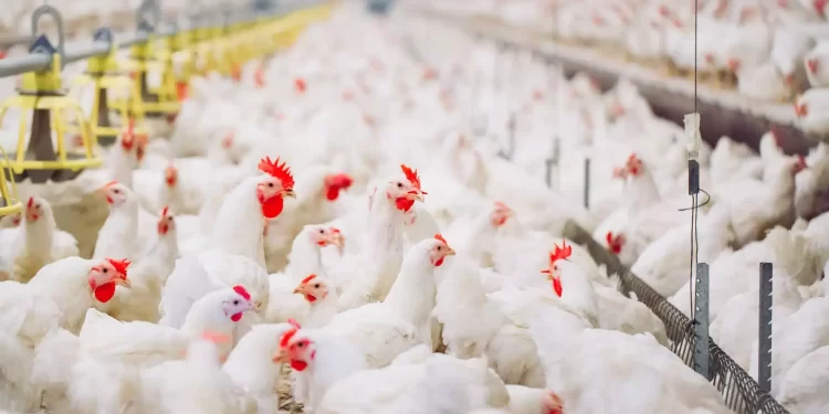 Prix des produits avicoles durant le 2 T 2024 : En baisse de 20% en moyenne