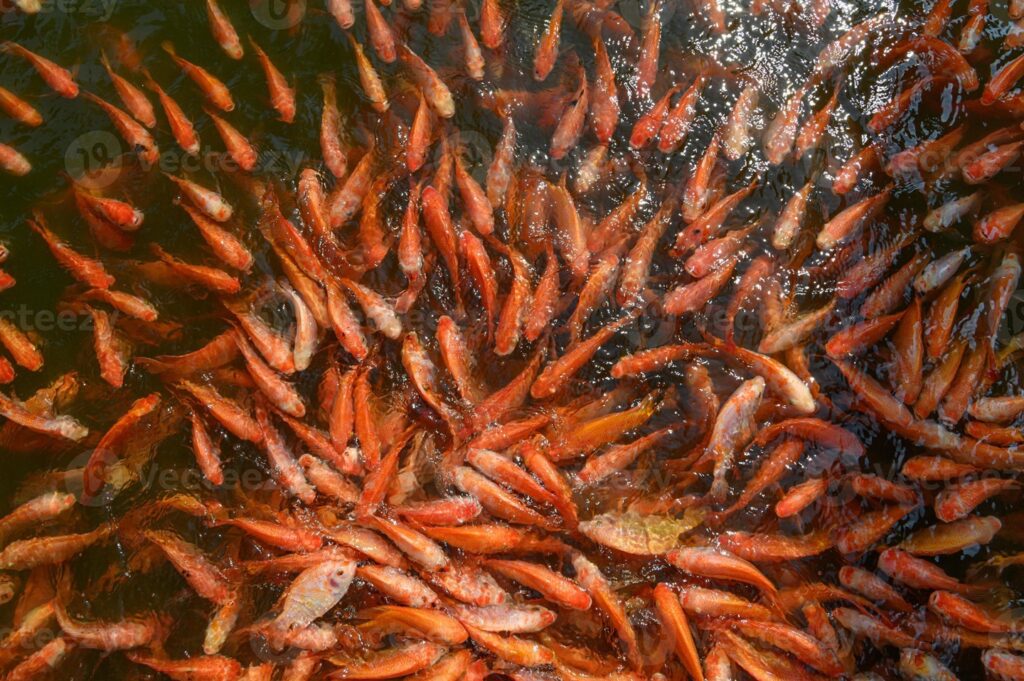 Khenchela : Attribution de la prime incitative aux producteurs de tilapia rouge