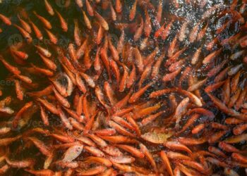 Khenchela : Attribution de la prime incitative aux producteurs de tilapia rouge