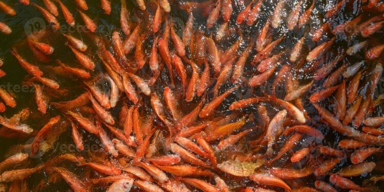Khenchela : Attribution de la prime incitative aux producteurs de tilapia rouge