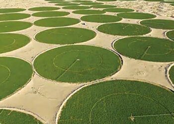 Adrar : Vers une extension des superficies réservées aux cultures oléagineuses et du maïs-grains