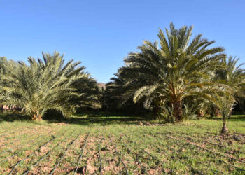 Des études prédisent une baisse de production de 10 à 30% à l’horizon 2030 : Les effets du changement climatique sur l’agriculture