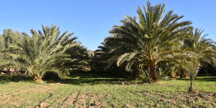 Des études prédisent une baisse de production de 10 à 30% à l’horizon 2030 : Les effets du changement climatique sur l’agriculture