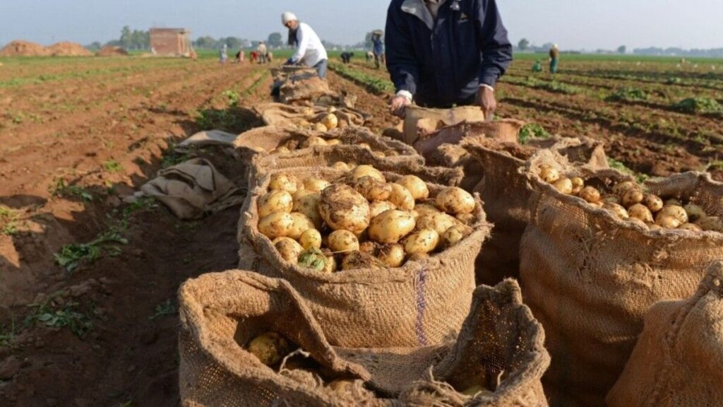 production de pomme de terre de saison