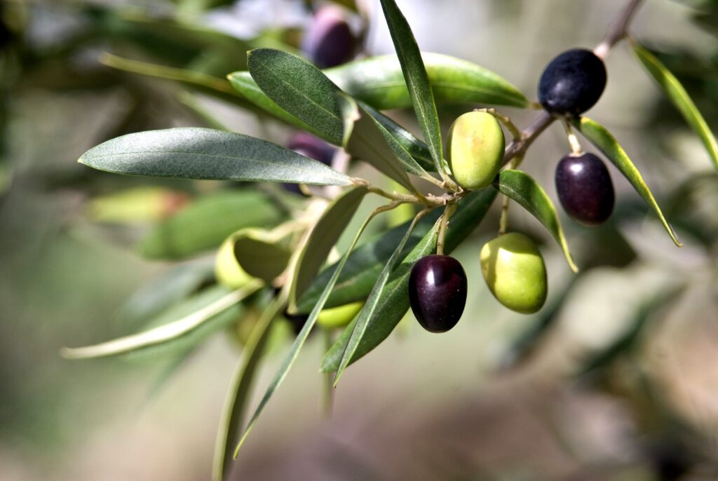 Ghardaïa : Plus de 37.700 qx d’olives attendus pour la saison 2024