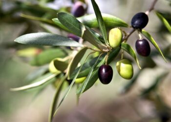 Ghardaïa : Plus de 37.700 qx d’olives attendus pour la saison 2024