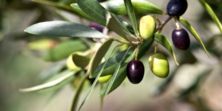 Ghardaïa : Plus de 37.700 qx d’olives attendus pour la saison 2024
