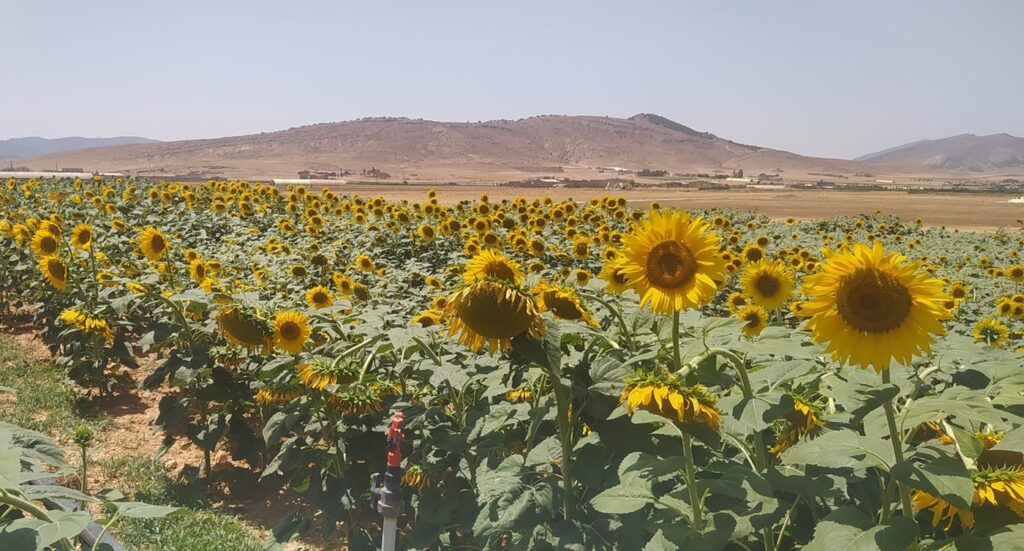 Une expérience de culture de tournesol