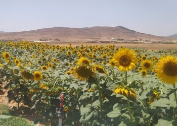 Une expérience de culture de tournesol