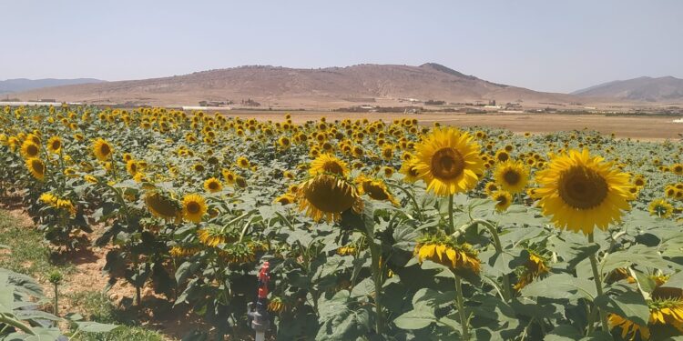 Une expérience de culture de tournesol