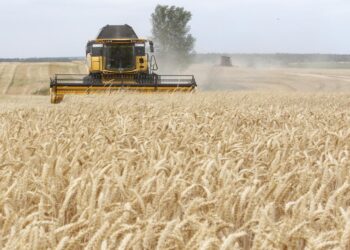 Développement de la céréaliculture et stabilisation des prix sur le marché : L’Etat met le paquet