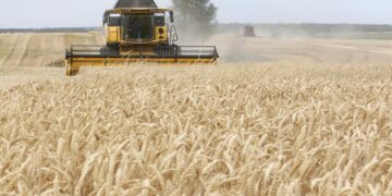Développement de la céréaliculture et stabilisation des prix sur le marché : L’Etat met le paquet