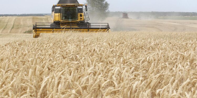Développement de la céréaliculture et stabilisation des prix sur le marché : L’Etat met le paquet