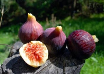 Tizi Ouzou : Améliorer la production de figues, principal objectif de la fête de Lemsella