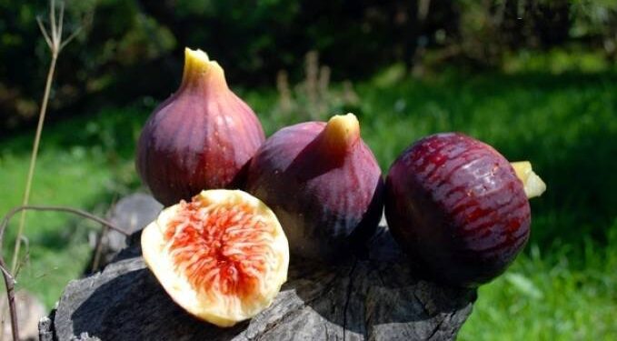 Tizi Ouzou : Améliorer la production de figues, principal objectif de la fête de Lemsella