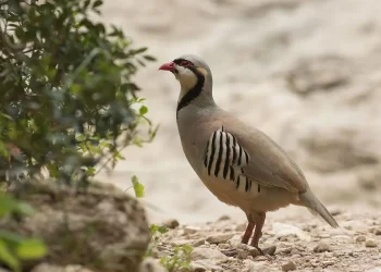 perdrix gambra