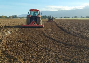 Relizane : La campagne labours-semailles cible plus de 120.000 hectares