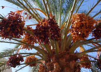Touggourt : Plus d'un million de qx de dattes attendus cette saison agricole