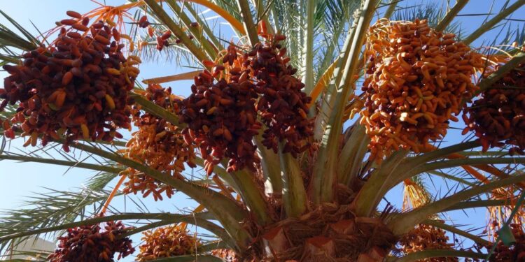 Touggourt : Plus d'un million de qx de dattes attendus cette saison agricole