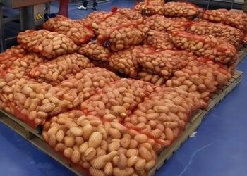 Pomme de terre : Déstockage d'importantes quantités pour réguler le marché