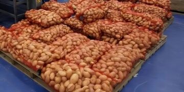 Pomme de terre : Déstockage d'importantes quantités pour réguler le marché