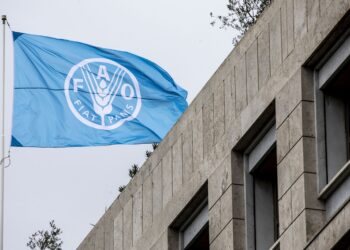 La FAO revoit à la hausse ses prévisions sur la production mondiale de blé
